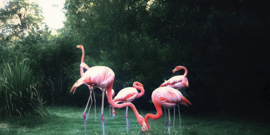 The Julies shimmering new album Cherisher