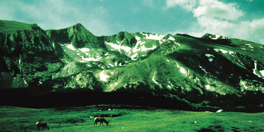 Watashi Wa’s The Love of Life Returns on Vinyl