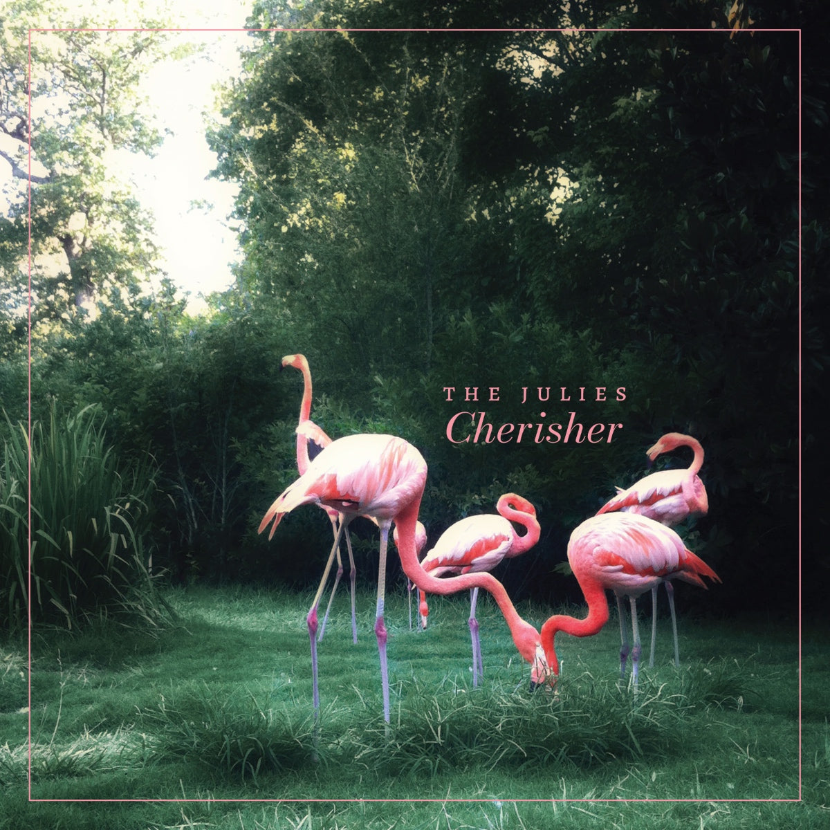 Pink flamingos in a natural setting with 'The Julies Cherisher' text overlay.
